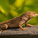 Lizard Profile! by rickster549