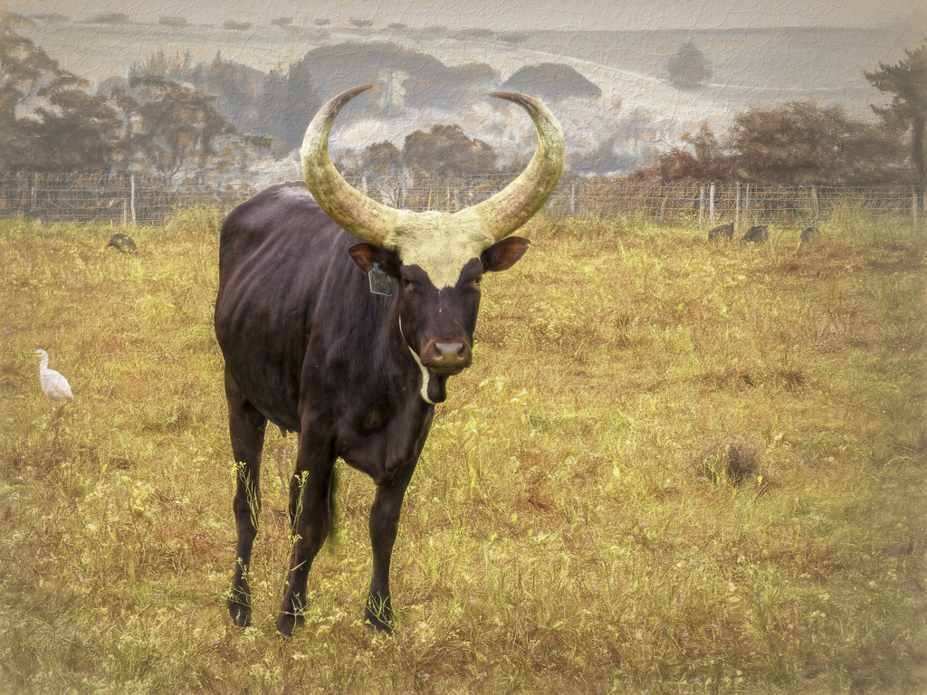 Ugandan Ankole Cow by ludwigsdiana