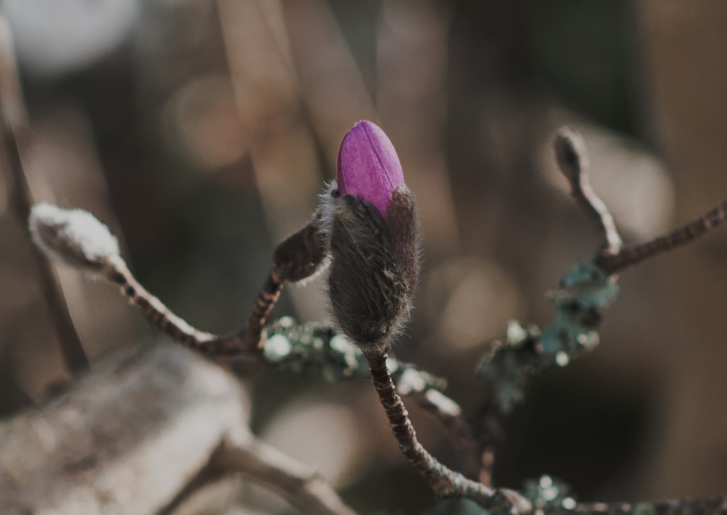 magnolia bud  by brigette