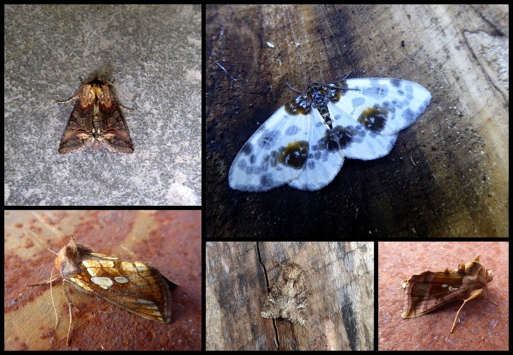 Garden moths 29 by steveandkerry