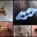 Garden moths 29 by steveandkerry