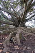 19th Jan 2019 - Tree with long roots at the Domain