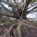 Tree with long roots at the Domain by creative_shots