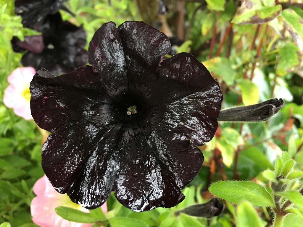 Black petunia by 365projectmaxine
