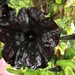 Black petunia by 365projectmaxine