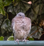 12th Aug 2018 - Baby pigeon
