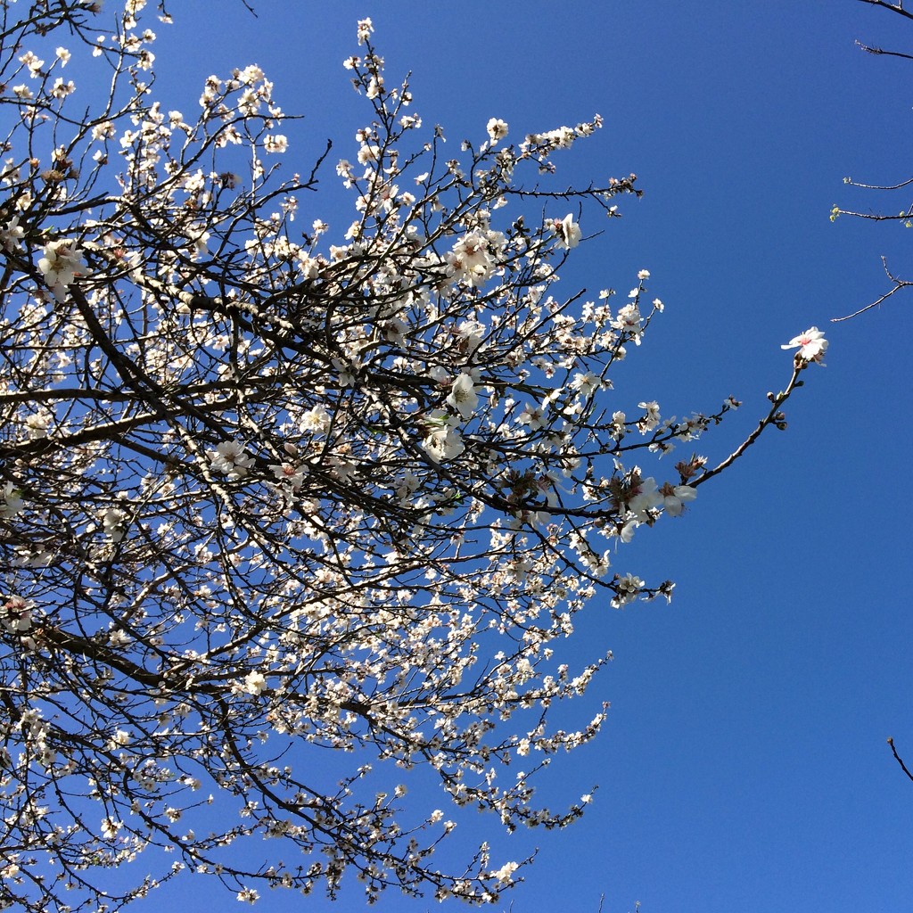 Blossom by narayani
