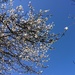 Blossom by narayani