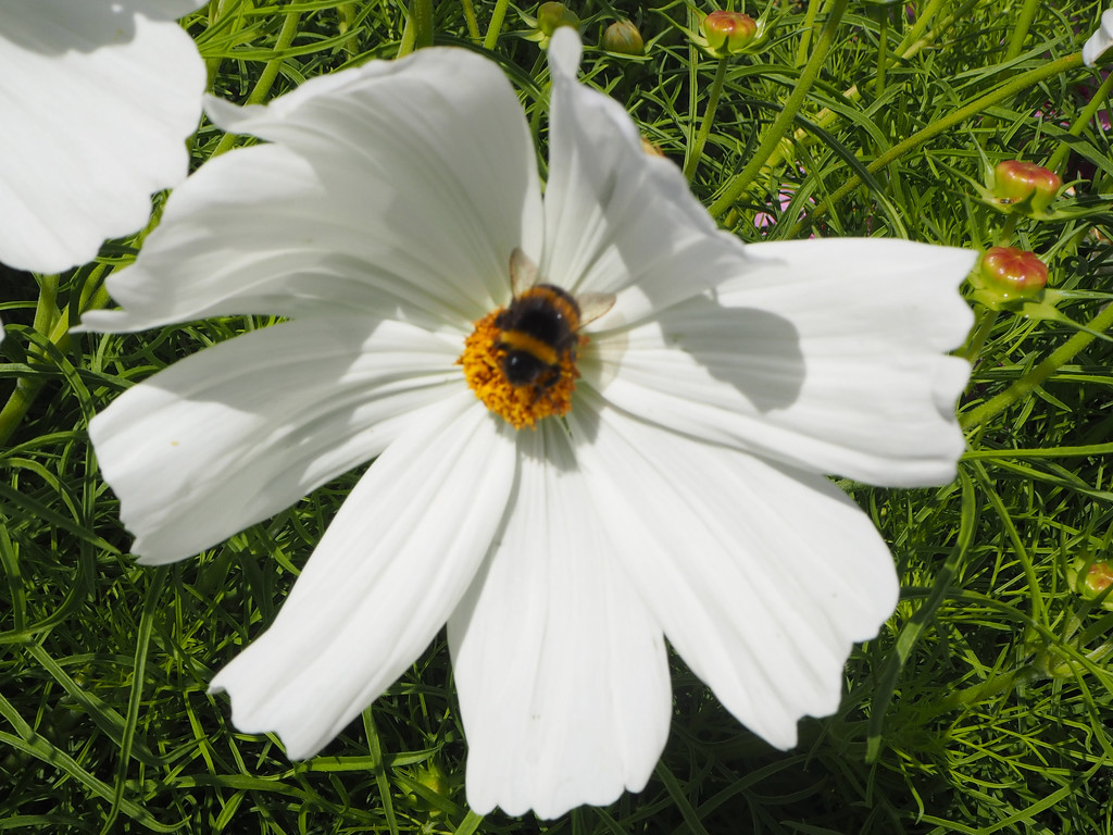 Bee on a cosmos flower_edited-1 by josiegilbert