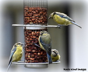 12th Aug 2018 - Busy at the feeder