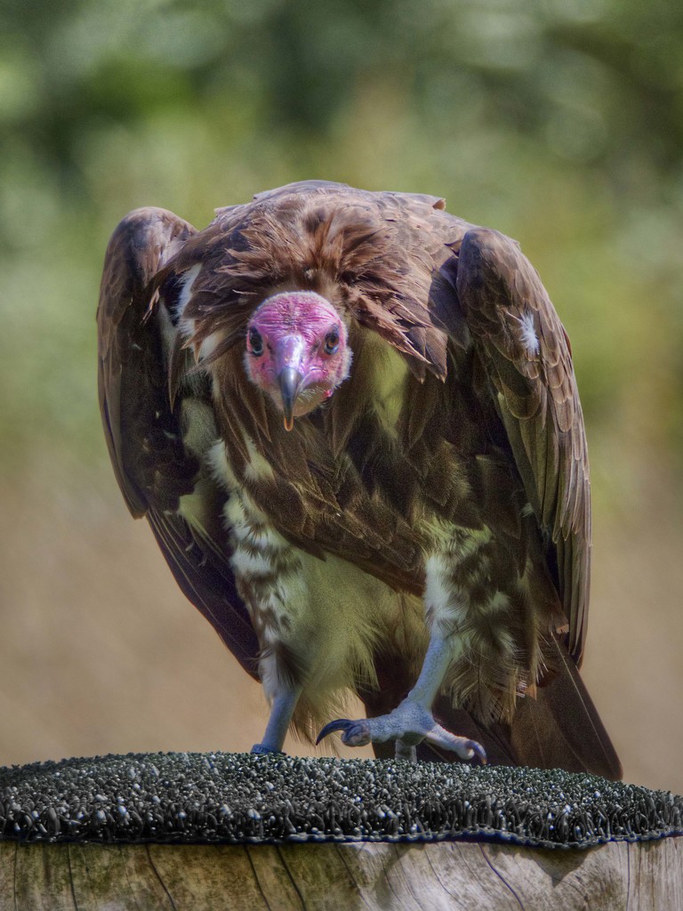 Hooded Vulture. by gamelee
