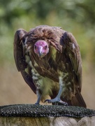 12th Aug 2018 - Hooded Vulture.