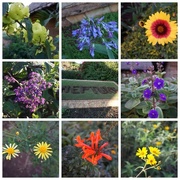 13th Aug 2018 - One of These Flowers is Not Like the Others