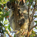 no sudden movements please by koalagardens