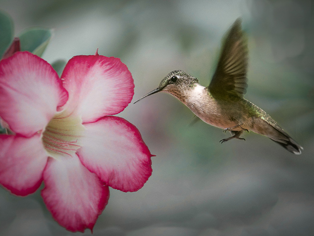 Hummingbird in Flight 2 by taffy