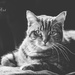 Kitty cat by ulla