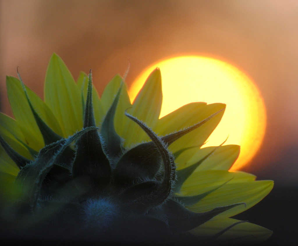 Sunflower Sunset by genealogygenie