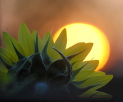 7th Aug 2018 - Sunflower Sunset