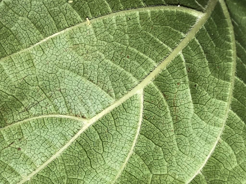 leaf by dakotakid35