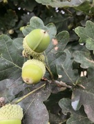 11th Aug 2018 - Little acorns to mighty oaks grow...
