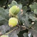 Little acorns to mighty oaks grow... by anne2013