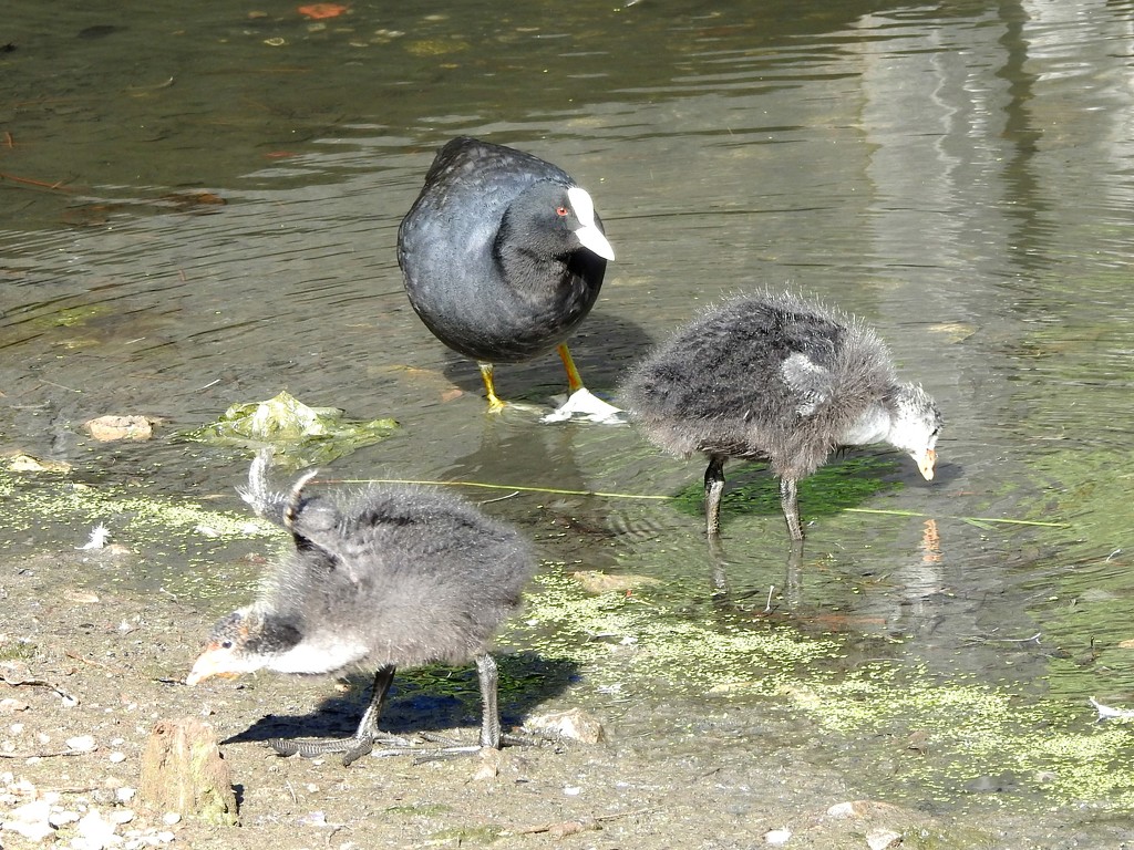Coot Family by oldjosh