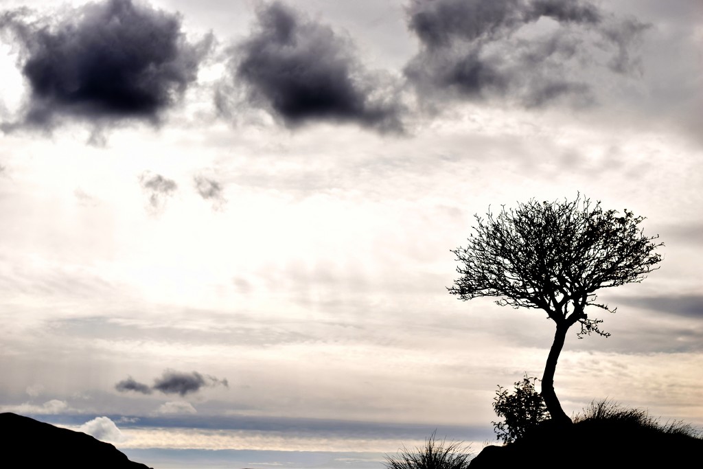 tree and clouds by christophercox