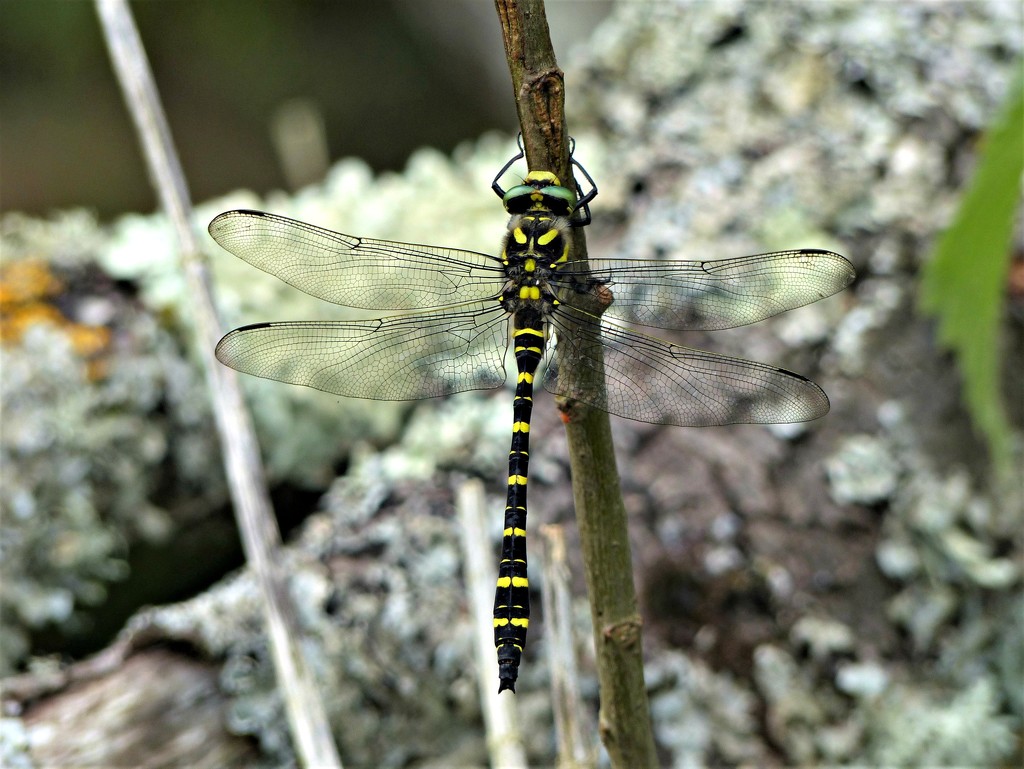  Golden Ringed Dragonfly  by susiemc