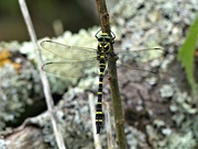 8th Aug 2018 -  Golden Ringed Dragonfly 