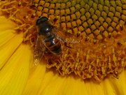 13th Aug 2018 -  Hoverfly on a Sunflower 