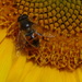  Hoverfly on a Sunflower  by susiemc