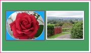 13th Aug 2018 - A red minature rose and canal and countryside.