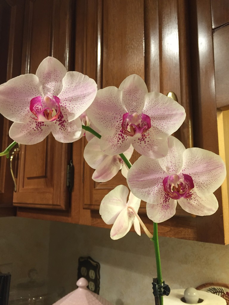 Dad’s orchid  by kchuk