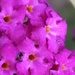 Buddleia Flowers by cataylor41