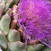 Artichoke Flower by cataylor41