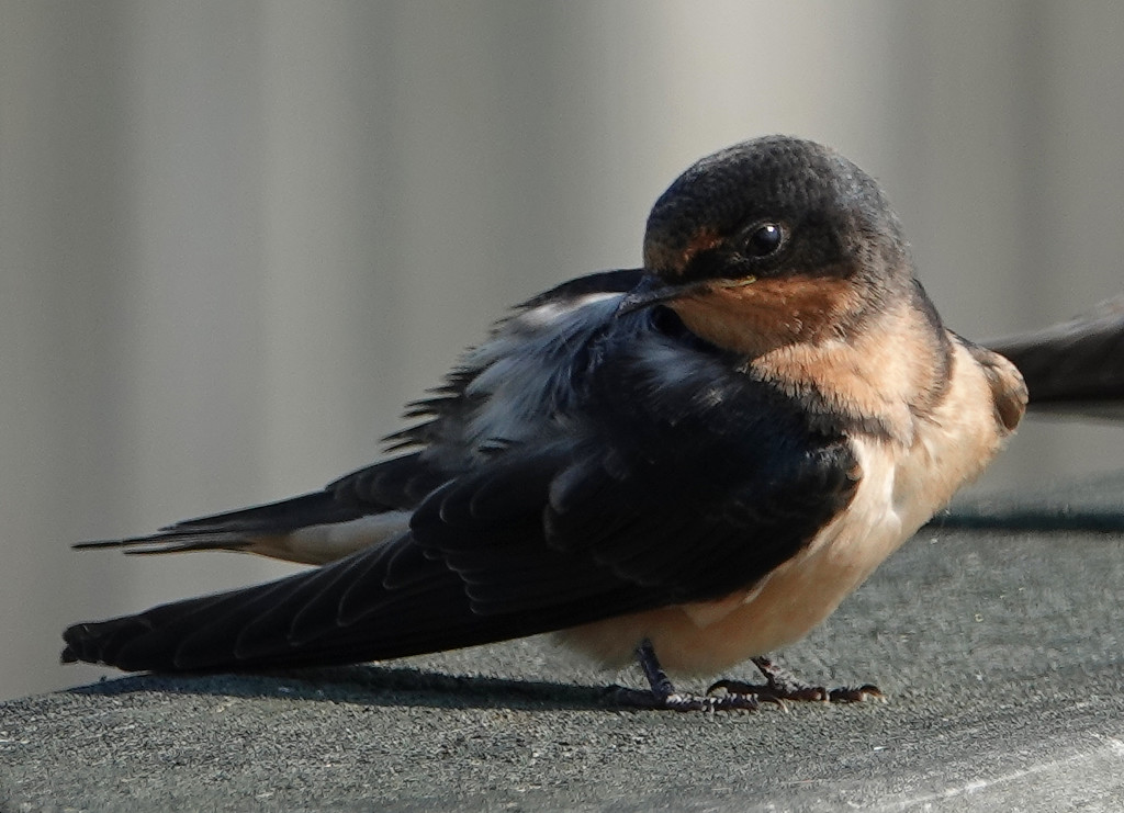 Barn Swallow preening by annepann