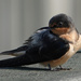Barn Swallow preening by annepann