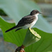 Eastern Kingbird by annepann