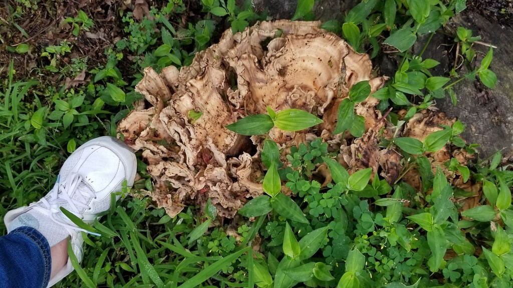 Monster Mushroom by meotzi