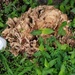 Monster Mushroom by meotzi