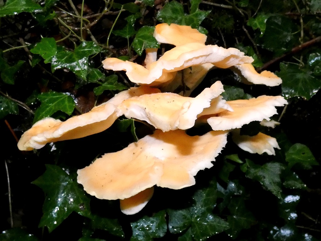 Fungus again by julienne1