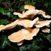 Fungus again by julienne1