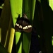 Pretty Butterfly ~ by happysnaps