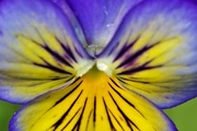 13th Aug 2018 - Pansy from my Garden