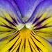 Pansy from my Garden by radiogirl