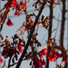 Winter Garden XII: New Cherry Blossom by chikadnz