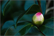24th Jul 2018 - Winter Garden XI: Camellia Bud (Pink)