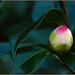 Winter Garden XI: Camellia Bud (Pink) by chikadnz