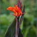 Orange Canna Lily by chikadnz