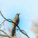 wattlebird by ulla